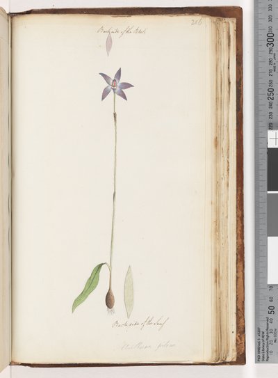 Seite 206. Rückseite der Blütenblätter. Rückseite des Blattes. Arethusa pilosa / Wachs-Lippen-Orchidee von Unknown artist