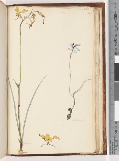 Seite 219. Caladenia / Diuris zwei Pflanzen von Unknown artist
