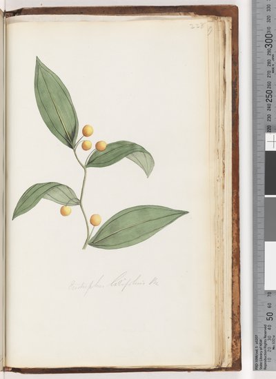 Seite 228. Eustrephus latifolius Br. Wombat-Beere von Unknown artist