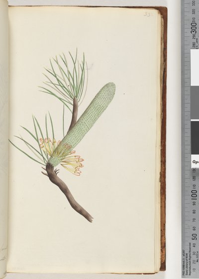 Seite 33. Pflanze, Banksia spinulosa von Unknown artist
