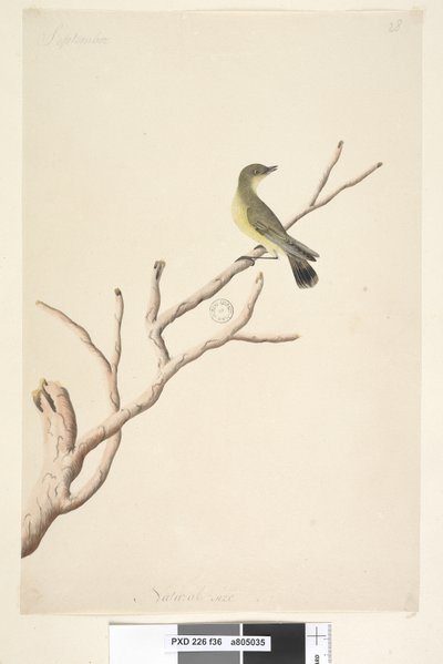 Seite 36. September. Natürliche Größe. Gelbdornschwanz Acanthiza nana von Unknown artist