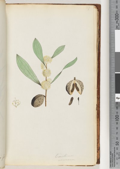 Seite 37. Conchium nervosum von Unknown artist
