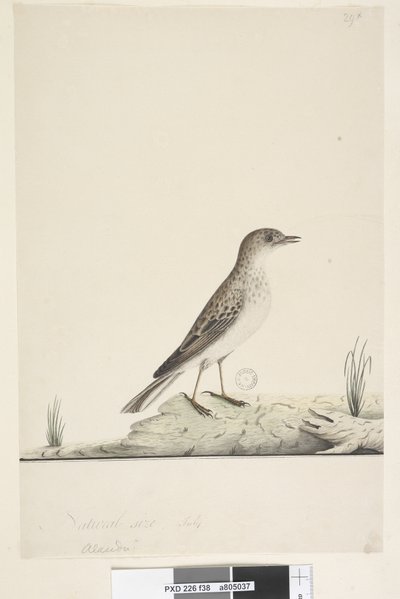 Seite 38. Alundu? oben in anderer Handschrift Natürliche Größe, Juli Pieper Anthus australis, 1791-92 von Unknown artist