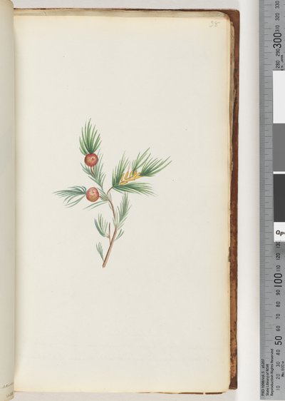 Seite 38. Unidentifizierte Pflanze von Unknown artist