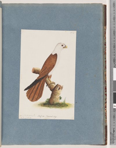 Seite 39. Rotrückiger Seeadler. Variante des Pondicherry-Adlers von Unknown artist