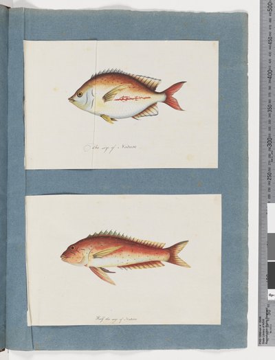 Seite 3. Unidentifizierter Fisch 4. Unidentifizierter Fisch von Unknown artist