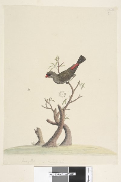 Seite 42. Fringilla. unten mittig in anderer Hand Natürliche Größe Diamantfink Stagonopleura guttata, 1791-92 von Unknown artist