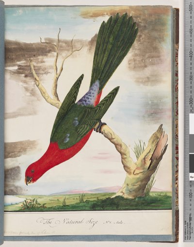 Seite 42. Königssittich von Unknown artist