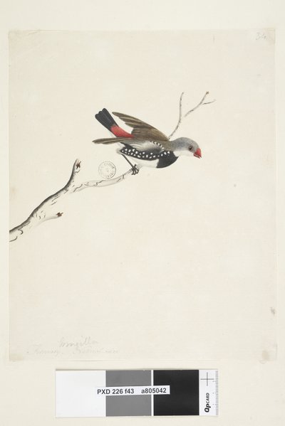 Seite 43. Fringilla. unter dem Titel in anderer Hand Februar. Natürliche Größe Diamantfeuerschwanz Stagonopleura guttata, 1791-92 von Unknown artist