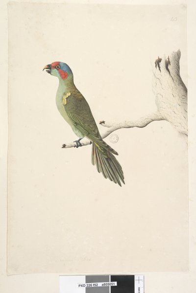 Seite 52. Natürliche Größe Moschuslorikeet Glossopsitta concinna, 1791-92 von Unknown artist