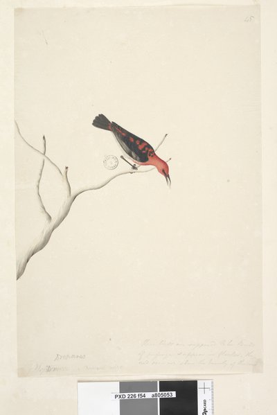 Seite 54. Drepanis. unten in anderer Handschrift September. Natürliche Größe unten rechts in dritter Handschrift Diese Vögel sollen Zugvögel sein und erscheinen in Schwärmen, das Rot zeigt nicht die Schönheit des Vogels. Scharlachroter Honigfresser Myzomel von Unknown artist