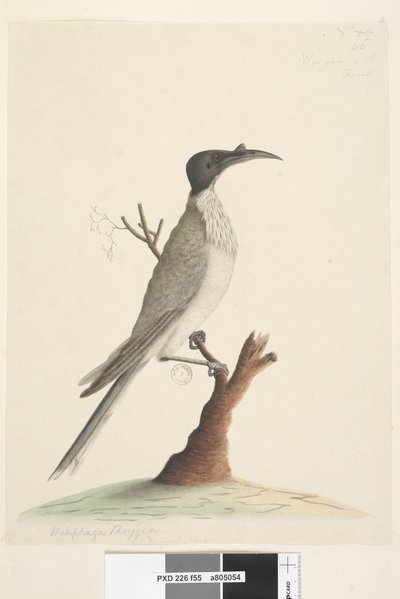 Seite 55. Wer,gan oder der Mönch. unten links in anderer Handschrift Meliphaga Phrygia. unten in dritter Handschrift Natürliche Größe Lärmvogel Philemon corniculatus, 1791-92 von Unknown artist