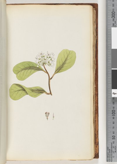 Mangrovenbaum von Unknown artist