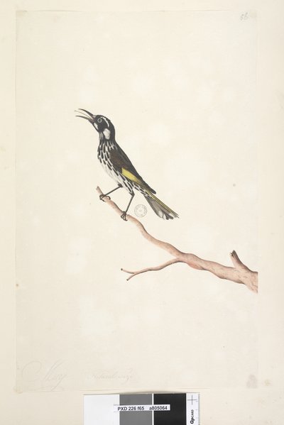 Seite 65. Mai, natürliche Größe Gelbflügel-Honigfresser Meliornis novae, hollandiae, 1791-92 von Unknown artist