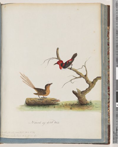 Seite 66. 1. Scharlach-Honigfresser. Certhia/Honigfresser/orientale. 2. Unbekannter Vogel. Muscicapa malachura von Unknown artist