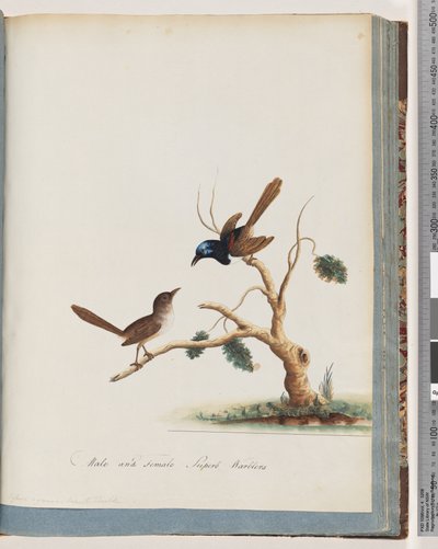 Seite 68. Rotflügel-Fee, Zaunkönig, männlich und weiblich. Männliche und weibliche Prachtstaffelschwänze von Unknown artist