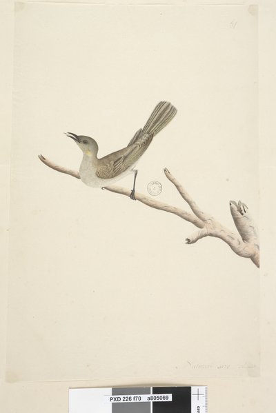 Seite 70. Natürliche Größe. August Fuscous Honigfresser Lichenostomus fuscus, 1791-92 von Unknown artist