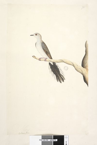 Seite 80. Columba. Natürliche Größe. Diamanttaube Geopelia cuneata von Unknown artist