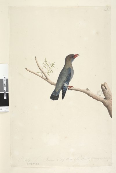 Seite 8. Coraciae. Oktober. Auf halbe Größe reduziert. Dollarvogel Eurystomus orientalis von Unknown artist
