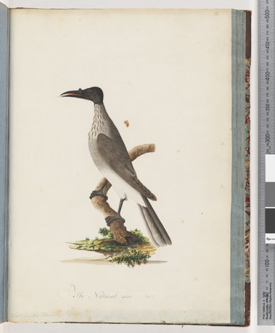 Seite 95. Lärmiger Mönchsvogel. Knopfgesichtiger Honigfresser von Unknown artist