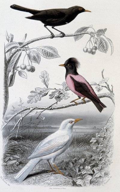 Tafel der Naturgeschichte: Amsel, weiße Amsel und rosa Amsel - in „Werke von Buffon“, ed. Furne Jouvet & cie, Paris von Unknown artist