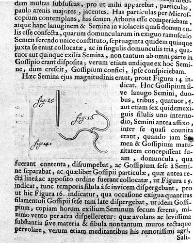 Darstellung eines Obstbaumsamens. Beschreibung durch den niederländischen Händler und Wissenschaftler Antoine van Leeuwenhoek. Gravur aus „Investigatio Arcanorum“ 1722 von Unknown artist