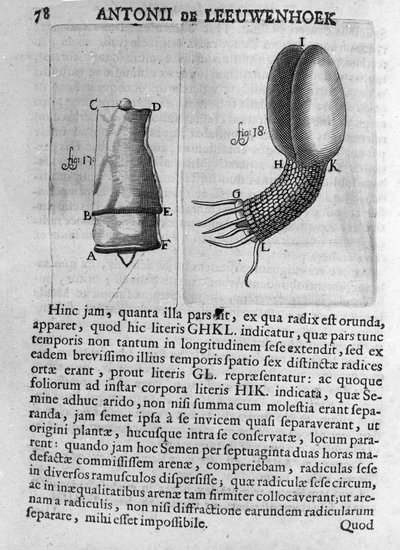 Darstellung eines Obstbaumsamens. Studie des niederländischen Händlers und Naturforschers Antoine van Leeuwenhoek (1632-1723). Gravur aus „Invetigatio Arcanorum“ 1722. von Unknown artist