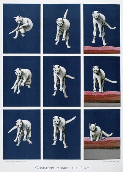 Serie von Bildern einer fallenden Katze, ca. 1895 von Unknown artist