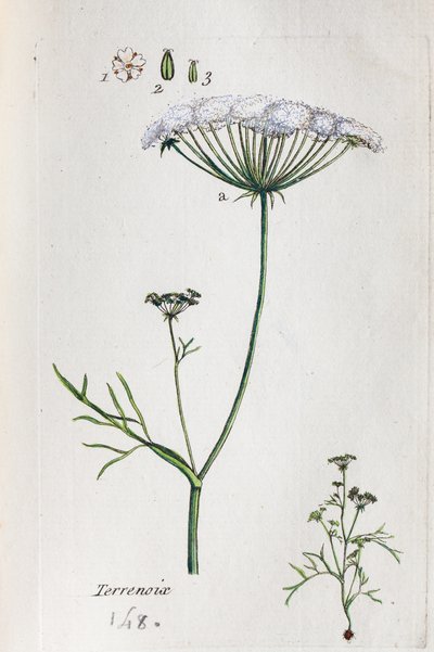 Terrenoix (Terre-Noix, Nox de Terre) von Unknown artist