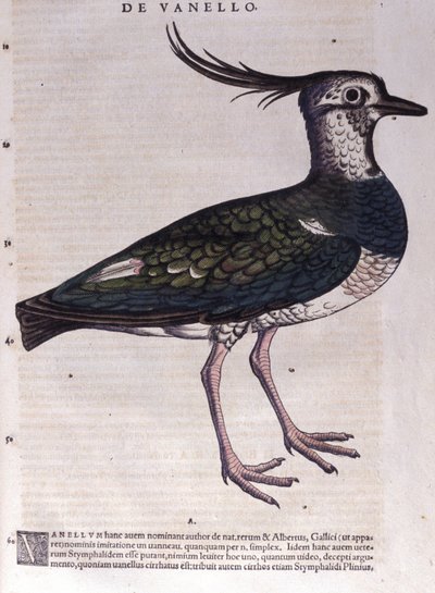 Der Kiebitz in Historia Animalium von Conrad Gesner (1516 - 1565), Tiguri von Unknown artist