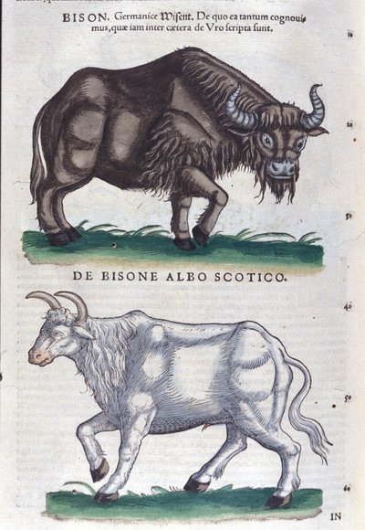 Der Bison und der weiße Bison aus Historiae animalium von Konrad Gesner, Tiguri von Unknown artist