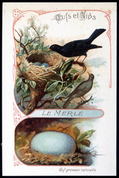 Die Amsel und ihr Nest - Chromolithographie, Ende des 19. Jahrhunderts von Unknown artist