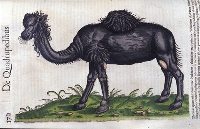 Das Kamel aus Historiae animalium von Konrad Gesner, Tiguri von Unknown artist