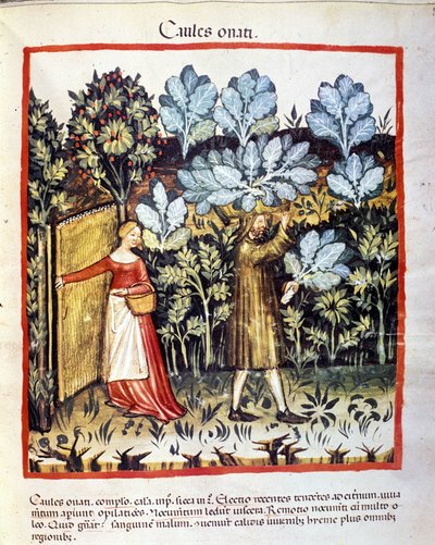 Ernte von Blumenkohl in einem Gemüsegarten. Illumination aus der Milchwirtschaft der Medizin und Diätetik „Tacuinum sanitatis“ von Unknown artist
