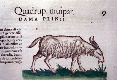 Die Ziege nach Historiae animalium von Konrad Gesner, Tiguri von Unknown artist