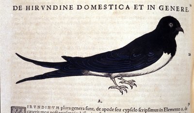 Die Schwalbe nach Historiae animalium von Konrad Gesner, Tiguri von Unknown artist