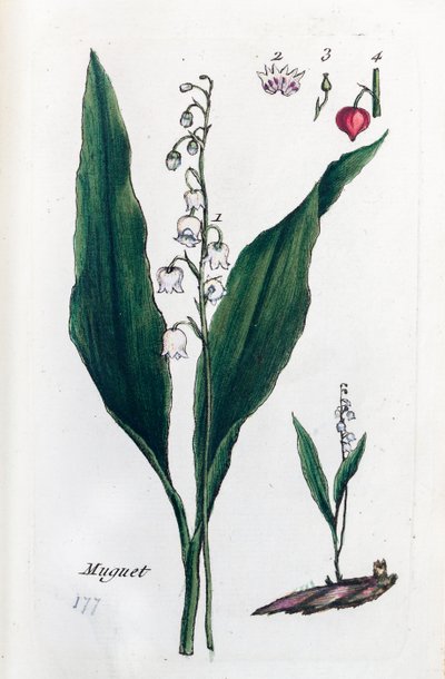 Drossel von Unknown artist