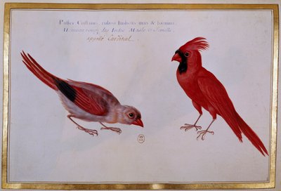 Zwei Kardinalvögel, roter Spatz der Indes. Ornithologische Tafel des 18. Jahrhunderts. Paris, B.N. von Unknown artist