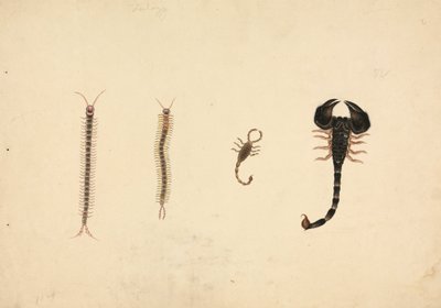 Zwei Skorpione und zwei Tausendfüßler von Unknown artist