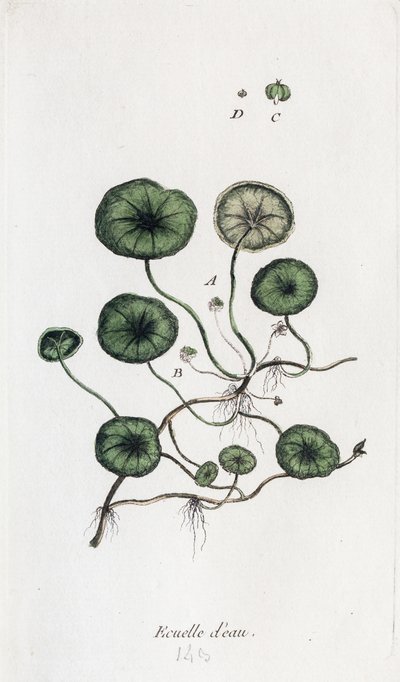 Wasserschale von Unknown artist