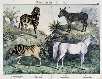 Zebras, Esel und Pferd - in „Histoires naturelles des mammals“, ed. Schreiber von Unknown artist