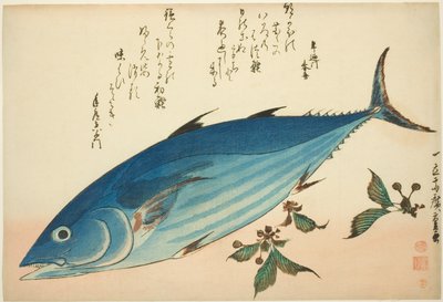 Bonito und Steinbrech, aus einer unbetitelten Serie von Fischen von Utagawa Hiroshige