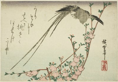 Langschwanzvogel und Pfirsichblüten von Utagawa Hiroshige