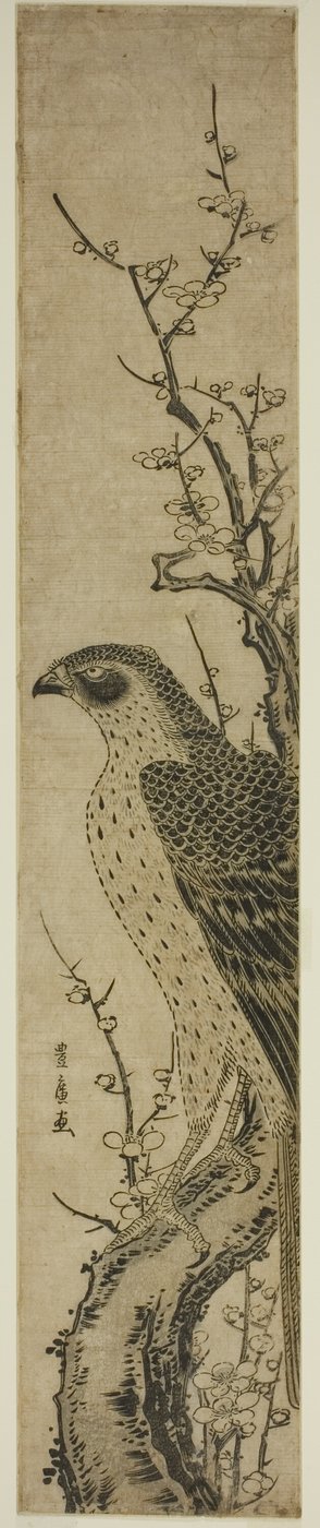 Habicht auf einem Kirschbaum von Utagawa Toyohiro