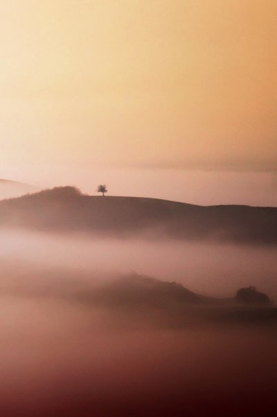 Einsamer Baum im goldenen Nebel von Vanja Tajnsek