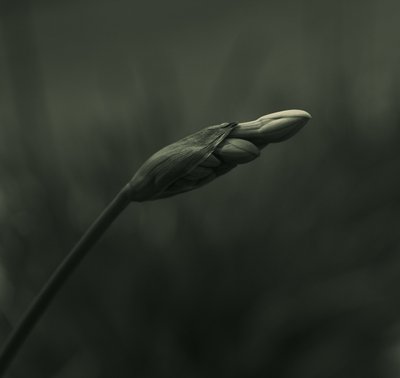 Gelassene Knospenblüte von Vedrana Domazet