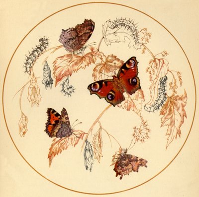 Pfau, Kleiner Fuchs und Komma-Falter..., ca. 1930er, 1945 von Vere Temple