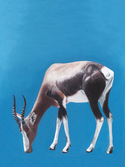 Afrikanischer Blesbok beim Weiden von Viccy Wanliss