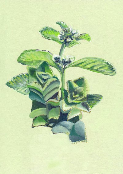 Lebendige grüne Botanicals von Viccy Wanliss
