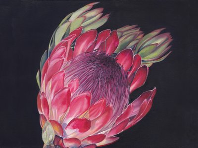 Lebendige König-Protea von Viccy Wanliss